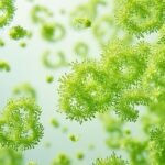 découvrez les bienfaits de la chlorella pour votre santé. apprenez comment intégrer cette algue nutritive dans votre alimentation quotidienne et profitez de ses nombreuses vertus pour renforcer votre bien-être.